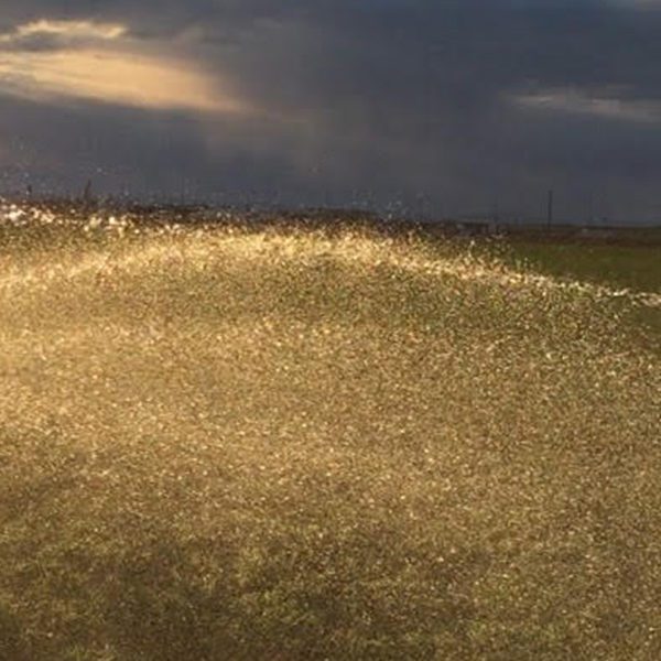 EZ Flush Filters EZ FLUSH FILTER Box of 25 ea. Ball Valve or